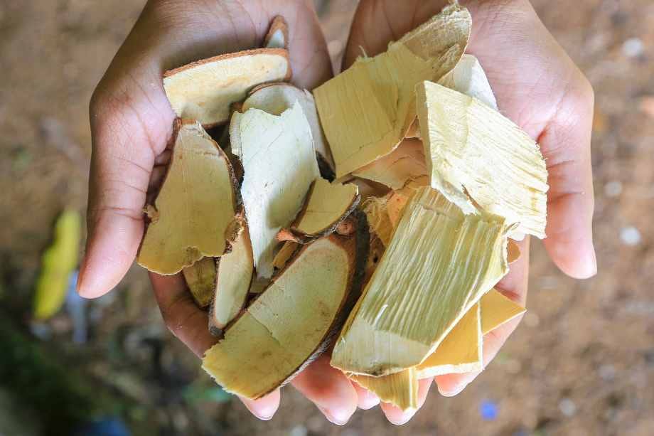 GET A BOOST WITH TONGKAT ALI: THE SOUTHEAST ASIAN BOTANICAL SECRET TO VITALITY 