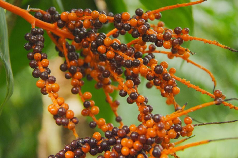 Saw Palmetto Plant