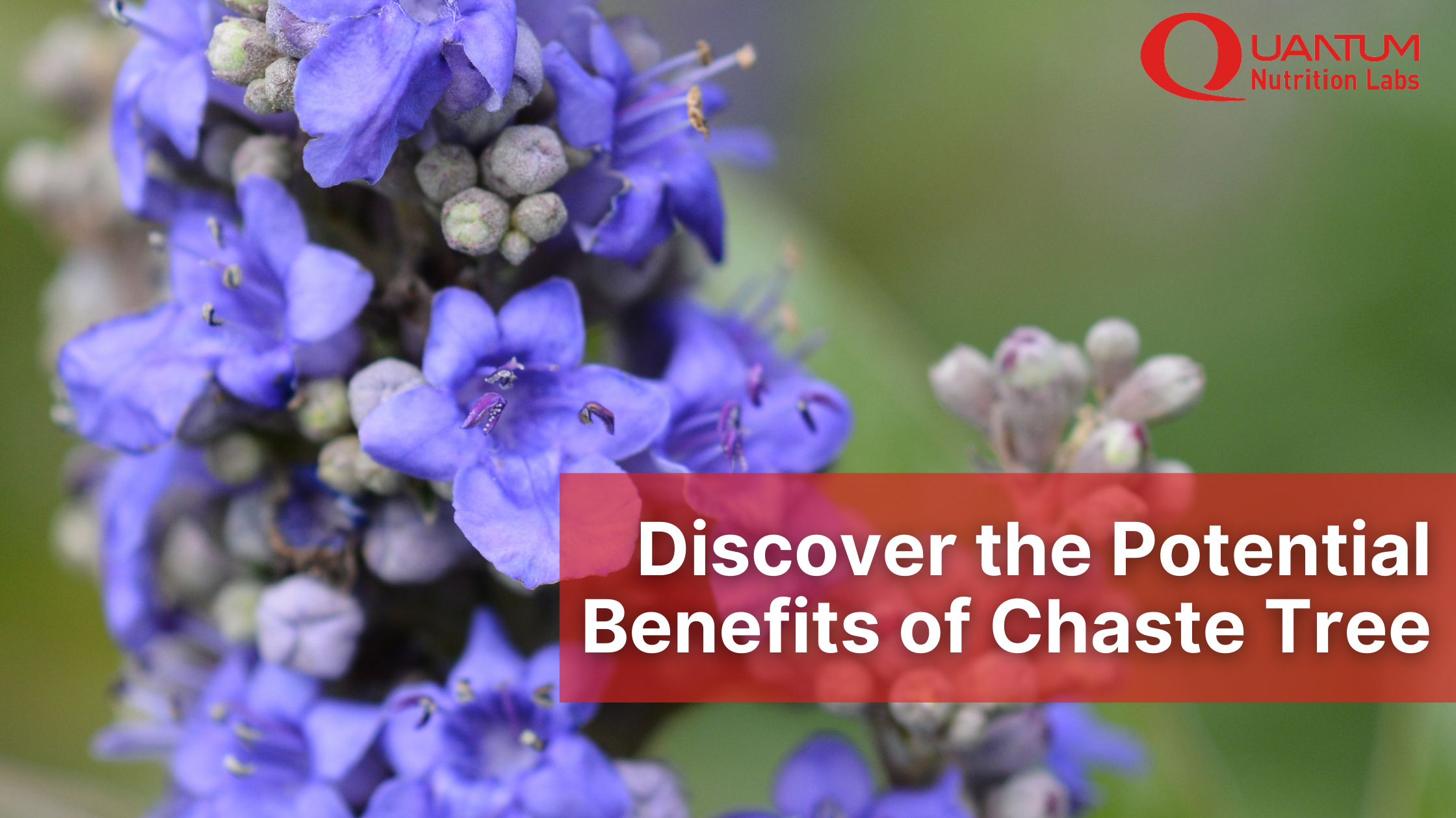 Discover the Potential Benefits of Chaste Tree   