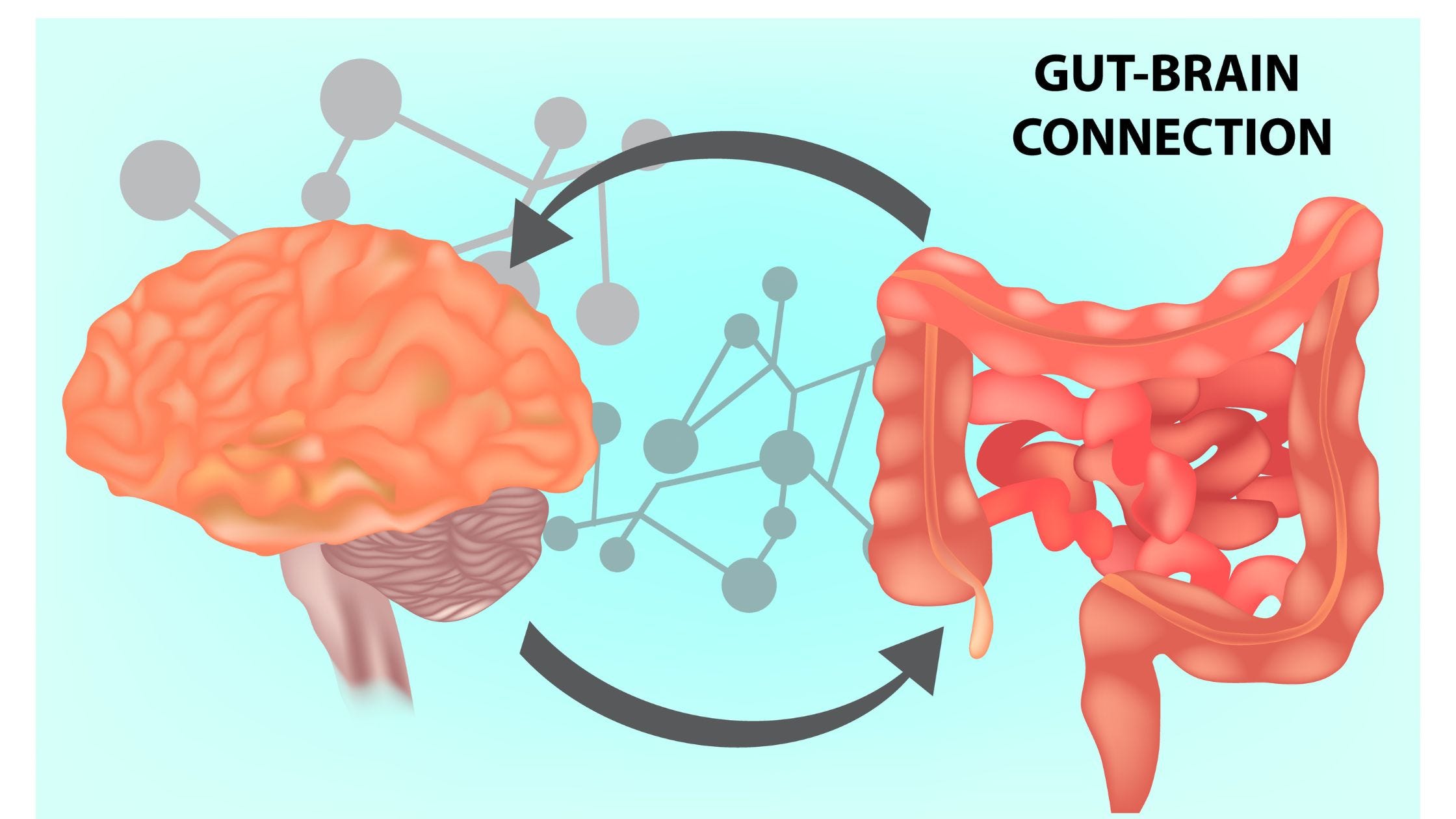 The Gut-Brain Connection