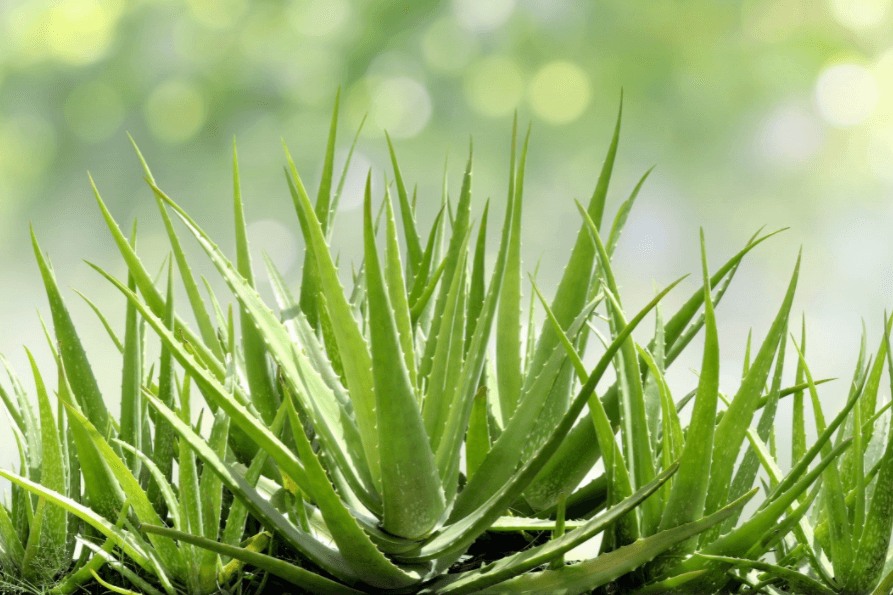 The Incredible Benefits of Fresh Aloe