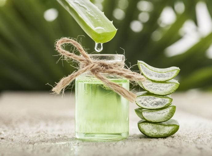 From Balms to Embalming: The Incredible History of Aloe