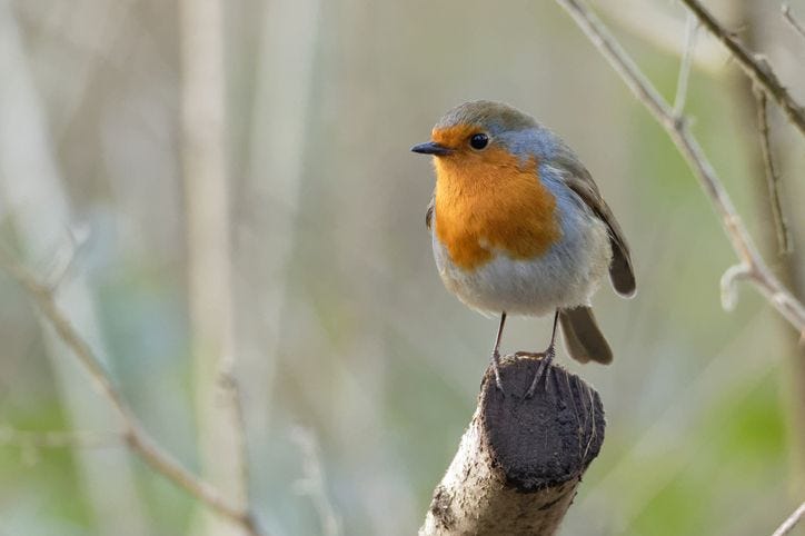 Feeling Stressed? Look to the Birds for Relief