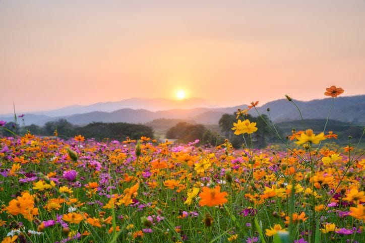 The Benefits of Flower Pollen to Prostate Health
