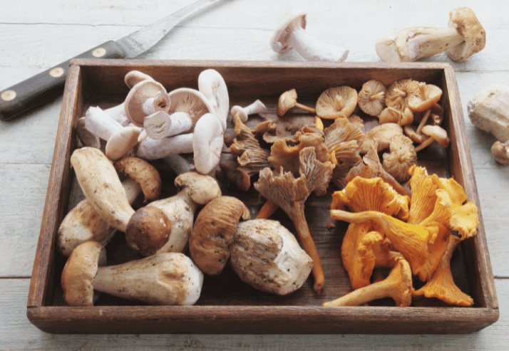 Mushrooms in Tray