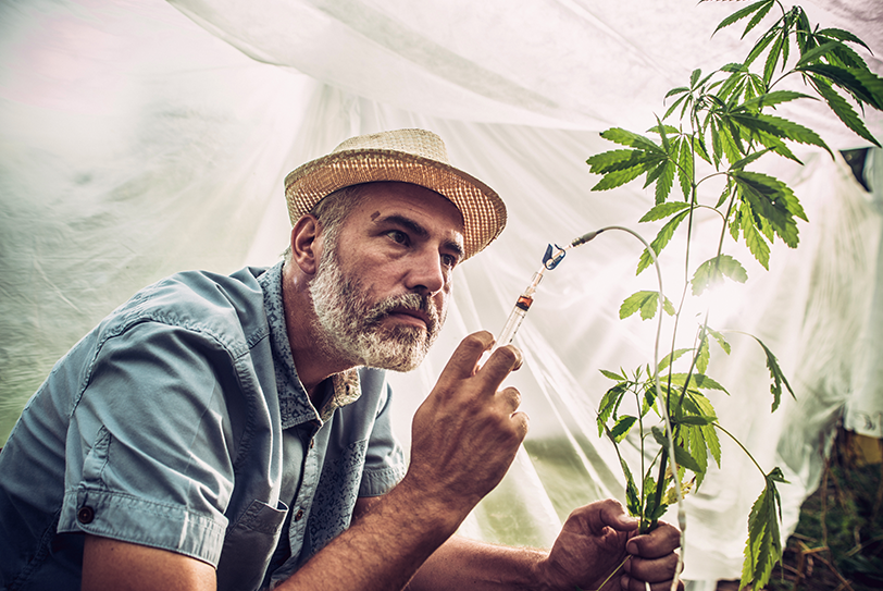 Scientist in a hemp cultivation lab extracting from the plant