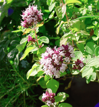 Oregano used in Quantum Oregano Oil